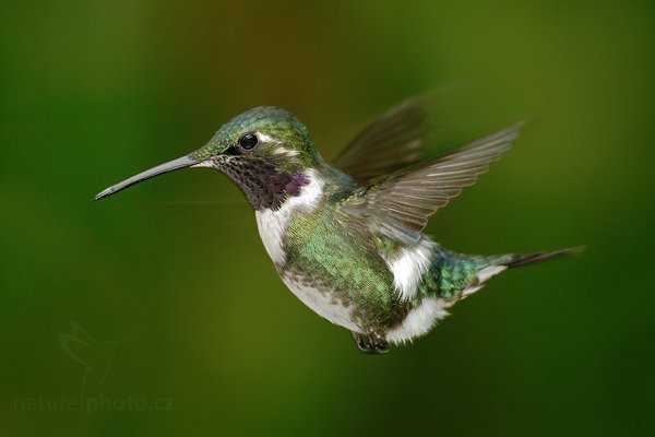 Kolibřík ostroocasý (Chaetocercus mulsant), Kolibřík ostroocasý (Chaetocercus mulsant) White-bellied Woodstar, Autor: Ondřej Prosický | NaturePhoto.cz, Model: Canon EOS 7D, Objektiv: Canon EF 500mm f/4 L USM, Ohnisková vzdálenost (EQ35mm): 800 mm, stativ Gitzo, Clona: 4.5, Doba expozice: 1/200 s, ISO: 800, Kompenzace expozice: 0, Blesk: Ano, Vytvořeno: 23. listopadu 2009 12:15:15, Papallacta, Cordillera Oriental (Ekvádor) 