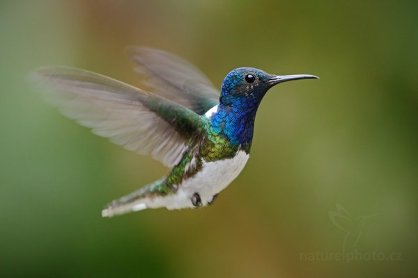 Kolibřík bělokrký (Florisuga mellivora), Kolibřík bělokrký (Florisuga mellivora) White-necked Jacobin, Autor: Ondřej Prosický | NaturePhoto.cz, Model: Canon EOS 7D, Objektiv: Canon EF 500mm f/4 L USM, Ohnisková vzdálenost (EQ35mm): 800 mm, stativ Gitzo, Clona: 5.0, Doba expozice: 1/320 s, ISO: 800, Kompenzace expozice: -1/3, Blesk: Ano, Vytvořeno: 2. prosince 2009 12:11:48, Mindo, Cordillera Occidental (Ekvádor) 