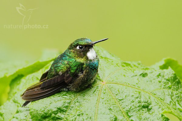 Inka královský (Coeligena torquata), Inka královský (Coeligena torquata) Collared Inca, 