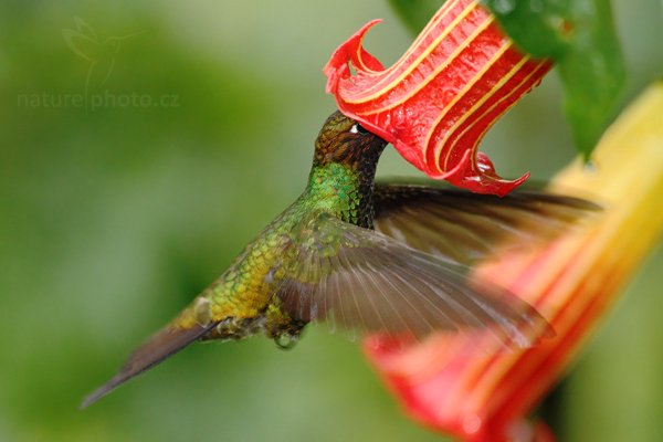 Kolibřík mečozobec (Ensifera ensifera), Kolibřík mečozobec (Ensifera ensifera) Sword-billed Hummingbird, Autor: Ondřej Prosický | NaturePhoto.cz, Model: Canon EOS 7D, Objektiv: Canon EF 500mm f/4 L USM, Ohnisková vzdálenost (EQ35mm): 800 mm, stativ Gitzo, Clona: 4.0, Doba expozice: 1/320 s, ISO: 2500, Kompenzace expozice: -2/3, Blesk: Ano, Vytvořeno: 22. listopadu 2009 8:39:57, Papallacta, Cordillera Oriental (Ekvádor)