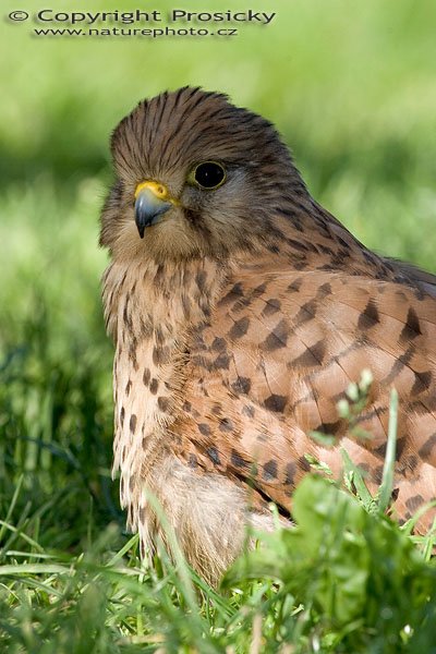 Poštolka obecná (Falco tinnunculus), Poštolka obecná (Falco tinnunculus), Autor: Ondřej Prosický, Model aparátu: Canon EOS 20D, Objektiv: Canon EF 400mm f/5.6 L USM, Ohnisková vzdálenost: 400.00 mm, monopod Manfrotto 681B + 234RC, Clona: 14.00, Doba expozice: 1/200 s, ISO: 400, Vyvážení expozice: -0.33, Blesk: Ano, Vytvořeno: 4. července 2005 9:57:13, Zayferos, Lednice (ČR)