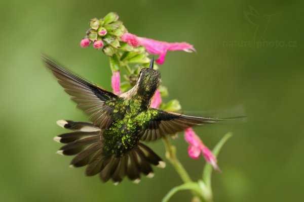 Kolibřík mozaikový (Adelomyia melanogenys), Kolibřík mozaikový Adelomyia melanogenys Speckled Hummingbird, Autor: Ondřej Prosický | NaturePhoto.cz, Model: Canon EOS 7D, Objektiv: Canon EF 500mm f/4 L USM, Ohnisková vzdálenost (EQ35mm): 800 mm, stativ Gitzo, Clona: 5.0, Doba expozice: 1/400 s, ISO: 500, Kompenzace expozice: -2/3, Blesk: Ano, Vytvořeno: 26. listopadu 2009 15:14:56, Baeza, Cordillera Occidental (Ekvádor) 