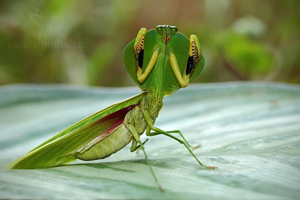 Kudlanka listová (Choeradodis rhombicollis), Kudlanka listová (Choeradodis rhombicollis) Leaf Mantid, Autor: Ondřej Prosický | NaturePhoto.cz, Model: Canon EOS 7D, Objektiv: Canon EF 100mm f/2.8 Macro USM, Ohnisková vzdálenost (EQ35mm): 160 mm, fotografováno z ruky, Clona: 5.0, Doba expozice: 1/200 s, ISO: 800, Kompenzace expozice: 0, Blesk: Ne, Vytvořeno: 3. prosince 2009 8:39:35, Mindo, Cordillera Occidental (Ekvádor)