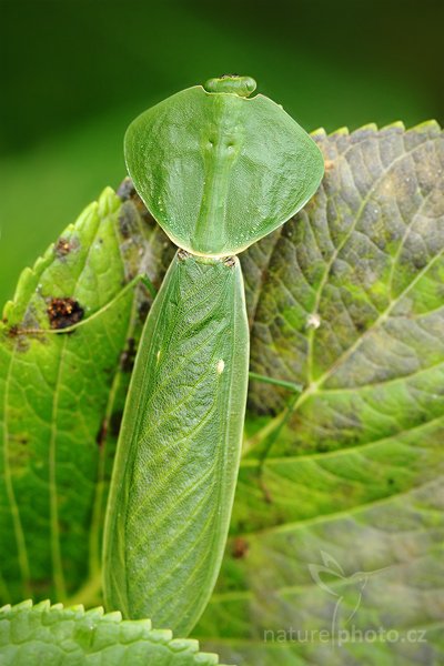 Kudlanka listová (Choeradodis rhombicollis), Kudlanka listová (Choeradodis rhombicollis) Leaf Mantid, Autor: Ondřej Prosický | NaturePhoto.cz, Model: Canon EOS 7D, Objektiv: Canon EF 100mm f/2.8 Macro USM, Ohnisková vzdálenost (EQ35mm): 160 mm, fotografováno z ruky, Clona: 4.5, Doba expozice: 1/200 s, ISO: 800, Kompenzace expozice: -2/3, Blesk: Ne, Vytvořeno: 3. prosince 2009 8:57:22, Mindo, Cordillera Occidental (Ekvádor)