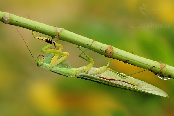 Kudlanka listová (Choeradodis rhombicollis), Kudlanka listová (Choeradodis rhombicollis) Leaf Mantid, Autor: Ondřej Prosický | NaturePhoto.cz, Model: Canon EOS 7D, Objektiv: Canon EF 100mm f/2.8 Macro USM, Ohnisková vzdálenost (EQ35mm): 160 mm, fotografováno z ruky, Clona: 4.5, Doba expozice: 1/250 s, ISO: 800, Kompenzace expozice: -2/3, Blesk: Ne, Vytvořeno: 3. prosince 2009 8:51:38, Mindo, Cordillera Occidental (Ekvádor)