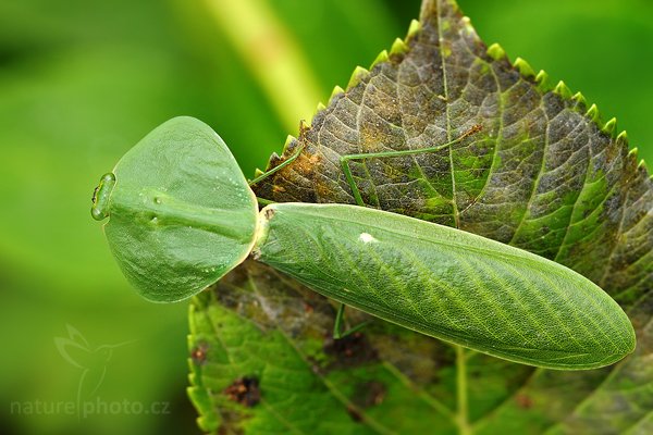 Kudlanka listová (Choeradodis rhombicollis), Kudlanka listová (Choeradodis rhombicollis) Leaf Mantid, Autor: Ondřej Prosický | NaturePhoto.cz, Model: Canon EOS 7D, Objektiv: Canon EF 100mm f/2.8 Macro USM, Ohnisková vzdálenost (EQ35mm): 160 mm, fotografováno z ruky, Clona: 4.5, Doba expozice: 1/200 s, ISO: 800, Kompenzace expozice: -2/3, Blesk: Ne, Vytvořeno: 3. prosince 2009 8:57:22, Mindo, Cordillera Occidental (Ekvádor)