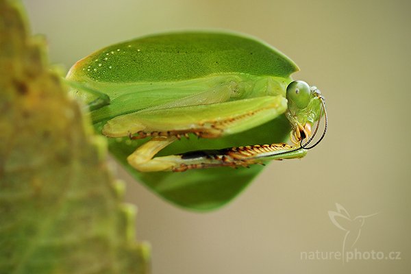 Kudlanka listová (Choeradodis rhombicollis), Kudlanka listová (Choeradodis rhombicollis) Leaf Mantid, Autor: Ondřej Prosický | NaturePhoto.cz, Model: Canon EOS 7D, Objektiv: Canon EF 100mm f/2.8 Macro USM, Ohnisková vzdálenost (EQ35mm): 160 mm, fotografováno z ruky, Clona: 4.5, Doba expozice: 1/125 s, ISO: 800, Kompenzace expozice: -2/3, Blesk: Ne, Vytvořeno: 3. prosince 2009 8:58:21, Mindo, Cordillera Occidental (Ekvádor)