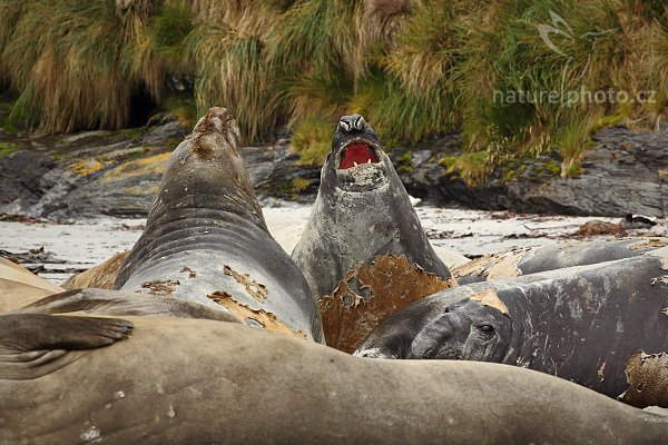 Rypouš sloní (Mirounga leonina), Rypouš sloní (Mirounga leonina), Elephant seal, Autor: Ondřej Prosický | NaturePhoto.cz, Model: Canon EOS 5D Mark II, Objektiv: Canon EF 500mm f/4 L USM, Ohnisková vzdálenost (EQ35mm): 200 mm, stativ Gitzo, fotografováno z krytu, Clona: 13, Doba expozice: 1/400 s, ISO: 400, Kompenzace expozice: -1/3, Blesk: Ne, Vytvořeno: 18. ledna 2009 10:49:13, Sea Lion Island (Falklandské ostrovy)