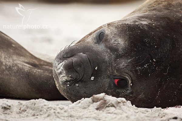 Rypouš sloní (Mirounga leonina), Rypouš sloní (Mirounga leonina), Elephant seal, Autor: Ondřej Prosický | NaturePhoto.cz, Model: Canon EOS 5D Mark II, Objektiv: Canon EF 500mm f/4 L USM, Ohnisková vzdálenost (EQ35mm): 500 mm, stativ Gitzo,  Clona: 5.0, Doba expozice: 1/1000 s, ISO: 200, Kompenzace expozice: -1/3, Blesk: Ne, Vytvořeno: 18. ledna 2009 12:04:09, Sea Lion Island (Falklandské ostrovy) 