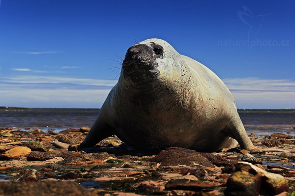 Rypouš sloní (Mirounga leonina), Rypouš sloní (Mirounga leonina), Elephant seal, Autor: Ondřej Prosický | NaturePhoto.cz, Model: Canon EOS 5D Mark II, Objektiv: Canon EF 500mm f/4 L USM, Ohnisková vzdálenost (EQ35mm): 85 mm, stativ Gitzo, Clona: 8.0, Doba expozice: 1/320 s, ISO: 200, Kompenzace expozice: -1 2/3, Blesk: Ne, Vytvořeno: 26. ledna 2009 13:07:42, Carcass Island (Falklandské ostrovy) 