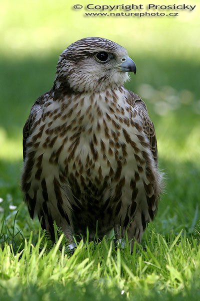 Raroh velký (Falco cherrug), Raroh velký (Falco cherrug), Autor: Ondřej Prosický, Model aparátu: Canon EOS 20D, Objektiv: Canon EF 400mm f/5.6 L USM, Ohnisková vzdálenost: 400.00 mm, monopod Manfrotto 681B + 234RC, Clona: 8.00, Doba expozice: 1/200 s, ISO: 200, Vyvážení expozice: -0.33, Blesk: Ano, Vytvořeno: 4. července 2005 9:59:37, Zayferus, Lednice (ČR) 