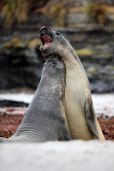 Rypouš sloní (Mirounga leonina), Rypouš sloní (Mirounga leonina), Elephant seal, Autor: Ondřej Prosický | NaturePhoto.cz, Model: Canon EOS 5D Mark II, Objektiv: Canon EF 500mm f/4 L USM, Ohnisková vzdálenost (EQ35mm): 500 mm, stativ Gitzo, Clona: 4.5, Doba expozice: 1/1600 s, ISO: 250, Kompenzace expozice: -2/3, Blesk: Ne, Vytvořeno: 20. ledna 2009 12:05:44, Sea Lion Island (Falklandské ostrovy)