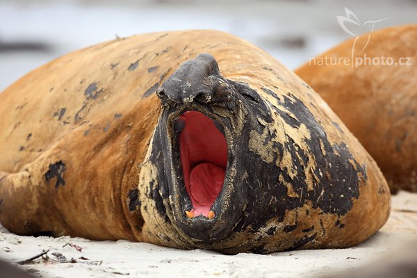 Rypouš sloní (Mirounga leonina), Rypouš sloní (Mirounga leonina), Elephant seal, Autor: Ondřej Prosický | NaturePhoto.cz, Model: Canon EOS 5D Mark II, Objektiv: Canon EF 500mm f/4 L USM, Ohnisková vzdálenost (EQ35mm): 500 mm, stativ Gitzo, Clona: 5.0, Doba expozice: 1/1000 s, ISO: 200, Kompenzace expozice: -1/3, Blesk: Ne, Vytvořeno: 18. ledna 2009 12:04:19, Sea Lion Island (Falklandské ostrovy) 