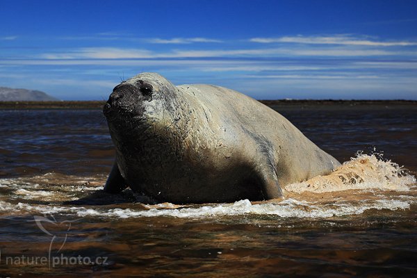 Rypouš sloní (Mirounga leonina), Rypouš sloní (Mirounga leonina), Elephant seal, Autor: Ondřej Prosický | NaturePhoto.cz, Model: Canon EOS 5D Mark II, Objektiv: Canon EF 85mm f/1.8 USM, Ohnisková vzdálenost (EQ35mm): 85 mm, stativ Gitzo, Clona: 7.1, Doba expozice: 1/400 s, ISO: 100, Kompenzace expozice: -1 2/3, Blesk: Ne, Vytvořeno: 26. ledna 2009 13:03:04, Carcas Island (Falklandské ostrovy) 