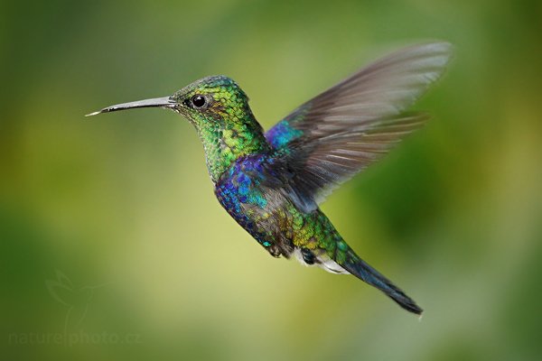 Kolibřík zelenotemenný (Thalurania fannyi) , Kolibřík zelenotemenný (Thalurania fannyi) Green-crowned Woodnymph, Autor: Ondřej Prosický | NaturePhoto.cz, Model: Canon EOS 7D, Objektiv: Canon EF 500mm f/4 L USM, Ohnisková vzdálenost (EQ35mm): 800 mm, stativ Gitzo, Clona: 5.0, Doba expozice: 1/250 s, ISO: 800, Kompenzace expozice: -1/3, Blesk: Ano, Vytvořeno: 2. prosince 2009 11:58:21, Mindo, Cordillera Oriental (Ekvádor)