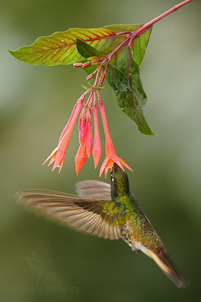 Kolibřík žlutavý (Boissonneaua flavescens), Kolibřík žlutavý (Boissonneaua flavescens) Buff-tailed Coronet, Autor: Ondřej Prosický | NaturePhoto.cz, Model: Canon EOS 7D, Objektiv: Canon EF 500mm f/4 L USM, Ohnisková vzdálenost (EQ35mm): 800 mm, stativ Gitzo, Clona: 5.0, Doba expozice: 1/320 s, ISO: 640, Kompenzace expozice: -2/3, Blesk: Ano, Vytvořeno: 5. prosince 2009 8:55:45, Papallacta, Cordillera Oriental (Ekvádor) 