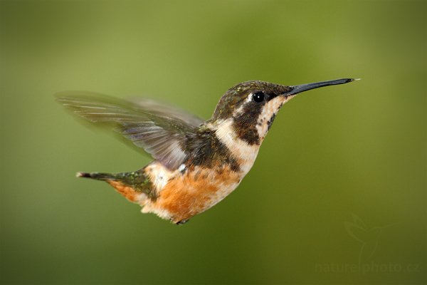 Kolibřík Mitchellův (Calliphlox mitchellii), Kolibřík Mitchellův (Calliphlox mitchellii) Purple-throated WoodstarAutor: Ondřej Prosický | NaturePhoto.cz, Model: Canon EOS 7D, Objektiv: Canon EF 500mm f/4 L USM, Ohnisková vzdálenost (EQ35mm): 800 mm, stativ Gitzo, Clona: 5.0, Doba expozice: 1/250 s, ISO: 640, Kompenzace expozice: -1, Blesk: Ano, Vytvořeno: 4. prosince 2009 7:48:47, Mindo, Cordillera Oriental (Ekvádor) 