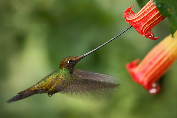 Kolibřík mečozobec (Ensifera ensifera), Kolibřík mečozobec (Ensifera ensifera) Sword-billed Hummingbird, Autor: Ondřej Prosický | NaturePhoto.cz, Model: Canon EOS 7D, Objektiv: Canon EF 500mm f/4 L USM, Ohnisková vzdálenost (EQ35mm): 800 mm, stativ Gitzo, Clona: 4.0, Doba expozice: 1/200 s, ISO: 1000, Kompenzace expozice: 0, Blesk: Ano, Vytvořeno: 23. listopadu 2009 7:38:44, Papallacta, Cordillera Oriental (Ekvádor) 