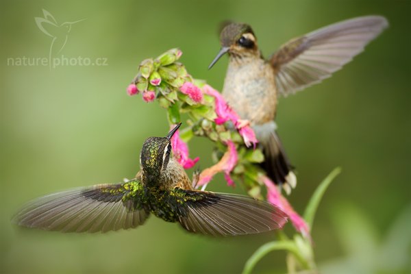 Kolibřík mozaikový (Adelomyia melanogenys), Kolibřík mozaikový Adelomyia melanogenys Speckled Hummingbird, Autor: Ondřej Prosický | NaturePhoto.cz, Model: Canon EOS 7D, Objektiv: Canon EF 500mm f/4 L USM, Ohnisková vzdálenost (EQ35mm): 800 mm, stativ Gitzo, Clona: 5.0, Doba expozice: 1/500 s, ISO: 500, Kompenzace expozice: -2/3, Blesk: Ano, Vytvořeno: 26. listopadu 2009 15:14:51, Baeza, Cordillera Oriental (Ekvádor) 