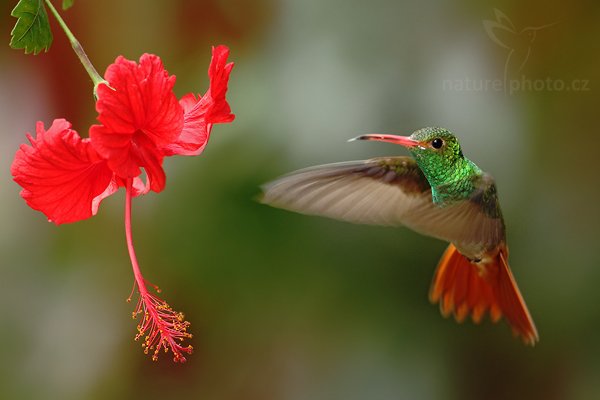 Kolibřík rezavoocasý (Amazilia tzacatl), Kolibřík rezavoocasý (Amazilia tzacatl) Rufous-tailed HummingbirdAutor: Ondřej Prosický | NaturePhoto.cz, Model: Canon EOS 7D, Objektiv: Canon EF 500mm f/4 L USM, Ohnisková vzdálenost (EQ35mm): 800 mm, stativ Gitzo, Clona: 5.0, Doba expozice: 1/250 s, ISO: 400, Kompenzace expozice: -1, Blesk: Ano, Vytvořeno: 1. prosince 2009 14:44:44, Mindo, Cordillera Oriental (Ekvádor) 