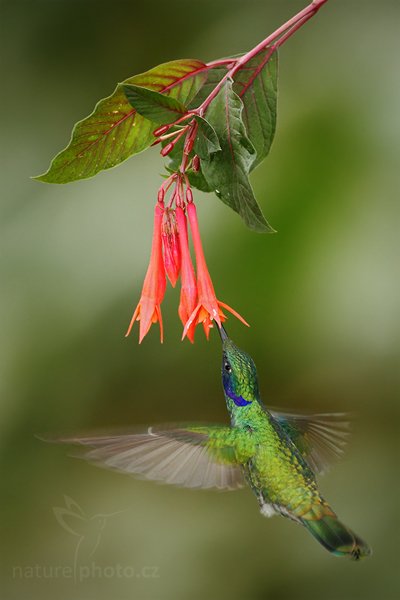 Kolibřík modrolící (Colibri coruscans), Kolibřík modrolící (Colibri coruscans) Sparkling VioletearAutor: Ondřej Prosický | NaturePhoto.cz, Model: Canon EOS 7D, Objektiv: Canon EF 500mm f/4 L USM, Ohnisková vzdálenost (EQ35mm): 800 mm, stativ Gitzo, Clona: 5.0, Doba expozice: 1/250 s, ISO: 500, Kompenzace expozice: -2/3, Blesk: Ano, Vytvořeno: 5. prosince 2009 10:06:52, Papallacta, Cordillera Oriental (Ekvádor)