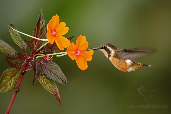 Kolibřík Mitchellův (Calliphlox mitchellii), Kolibřík Mitchellův (Calliphlox mitchellii) Purple-throated Woodstar, Autor: Ondřej Prosický | NaturePhoto.cz, Model: Canon EOS 7D, Objektiv: Canon EF 500mm f/4 L USM, Ohnisková vzdálenost (EQ35mm): 800 mm, stativ Gitzo, Clona: 5.0, Doba expozice: 1/320 s, ISO: 640, Kompenzace expozice: -2/3, Blesk: Ano, Vytvořeno: 5. prosince 2009 10:34:45, Papallacta, Cordillera Oriental (Ekvádor)