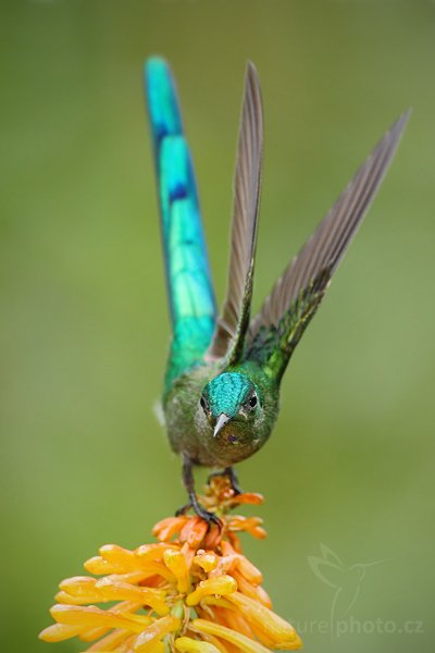 Kolibřík Kingův (Aglaiocercus kingi) , Kolibřík Kingův (Aglaiocercus kingi) Long-tailed Sylph, Autor: Ondřej Prosický | NaturePhoto.cz, Model: Canon EOS 7D, Objektiv: Canon EF 500mm f/4 L USM, Ohnisková vzdálenost (EQ35mm): 800 mm, stativ Gitzo, Clona: 5.0, Doba expozice: 1/250 s, ISO: 400, Kompenzace expozice: -1/3, Blesk: Ano, Vytvořeno: 27. listopadu 2009 10:53:01, Baeza, Cordillera Oriental (Ekvádor) 