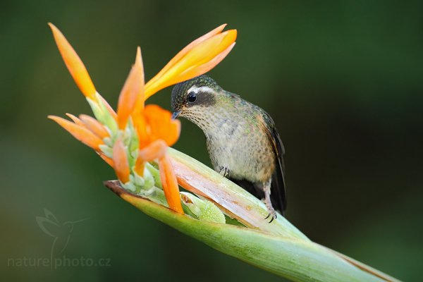 Kolibřík mozaikový (Adelomyia melanogenys), Kolibřík mozaikový (Adelomyia melanogenys) Speckled Hummingbird, Autor: Ondřej Prosický | NaturePhoto.cz, Model: Canon EOS 7D, Objektiv: Canon EF 500mm f/4 L USM, Ohnisková vzdálenost (EQ35mm): 800 mm, stativ Gitzo, Clona: 4.5, Doba expozice: 1/200 s, ISO: 800, Kompenzace expozice: -1, Blesk: Ano, Vytvořeno: 27. listopadu 2009 16:55:59, Baeza, Cordillera Oriental (Ekvádor)