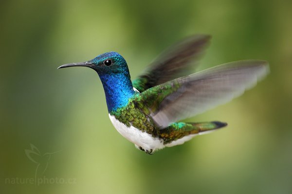 Kolibřík bělokrký (Florisuga mellivora), Kolibřík bělokrký (Florisuga mellivora) White-necked Jacobin, Autor: Ondřej Prosický | NaturePhoto.cz, Model: Canon EOS 7D, Objektiv: Canon EF 500mm f/4 L USM, Ohnisková vzdálenost (EQ35mm): 800 mm, stativ Gitzo, Clona: 5.0, Doba expozice: 1/250 s, ISO: 800, Kompenzace expozice: -1/3, Blesk: Ne, Vytvořeno: 2. prosince 2009 12:11:49, Mindo, Cordillera Oriental (Ekvádor) 