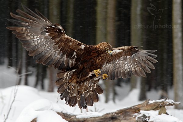 Orel skalní (Aquila chrysaetos) , Orel skalní (Aquila chrysaetos), Golden Eagle, Autor: Ondřej Prosický | NaturePhoto.cz, Model: Canon EOS-1D Mark III, Objektiv: Canon EF 500mm f/4 L IS USM, Ohnisková vzdálenost (EQ35mm): 364 mm, stativ Gitzo, Clona: 6.3, Doba expozice: 1/200 s, ISO: 640, Kompenzace expozice: 0, Blesk: Ne, Vytvořeno: 13. března 2010 15:44:24, zvíře v lidské péči, Herálec, Vysočina (Česko)