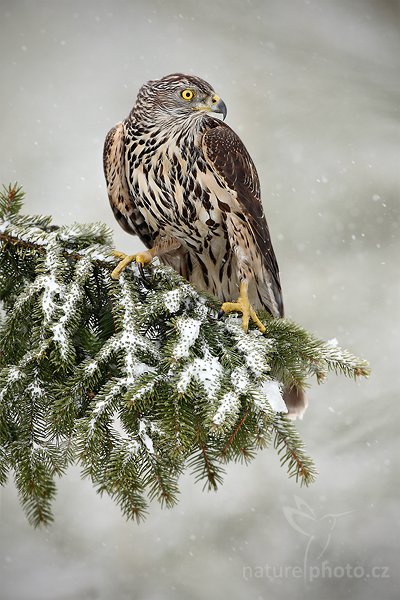 Jestřáb lesní (Accipiter gentilis), Jestřáb lesní (Accipiter gentilis), Goshawk, Autor: Ondřej Prosický | NaturePhoto.cz, Model: Canon EOS 5D Mark II, Objektiv: Canon EF 500mm f/4 L IS USM, Ohnisková vzdálenost (EQ35mm): 500 mm, stativ Gitzo, Clona: 7.1, Doba expozice: 1/500 s, ISO: 500, Kompenzace expozice: +2/3, Blesk: Ne, Vytvořeno: 13. března 2010 11:30:44, zvíře v lidské péči, Herálec, Vysočina (Česko) 