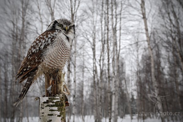 Sovice krahujová (Surnia ulula), Sovice krahujová (Surnia ulula), Northern Hawk Owl, Autor: Ondřej Prosický | NaturePhoto.cz, Model: Canon EOS-1D Mark III, Objektiv: Canon EF 500mm f/4 L IS USM, Ohnisková vzdálenost (EQ35mm): 43 mm, stativ Gitzo, Clona: 7.1, Doba expozice: 1/80 s, ISO: 400, Kompenzace expozice: +1/3, Blesk: Ne, Vytvořeno: 13. března 2010 9:54:17, zvíře v lidské péči, Herálec, Vysočina (Česko) 