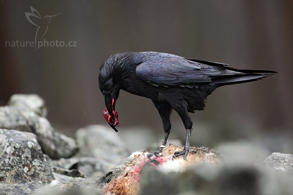 Krkavec velký (Corvus corax), Krkavec velký (Corvus corax), Raven, Autor: Ondřej Prosický | NaturePhoto.cz, Model: Canon EOS 5D Mark II, Objektiv: Canon EF 500mm f/4 L IS USM, Ohnisková vzdálenost (EQ35mm): 500 mm, stativ Gitzo, Clona: 5.0, Doba expozice: 1/320 s, ISO: 1250, Kompenzace expozice: -2/3, Blesk: Ne, Vytvořeno: 27. března 2010 9:52:32, zvíře v lidské péči, Herálec, Vysočina (Česko) 