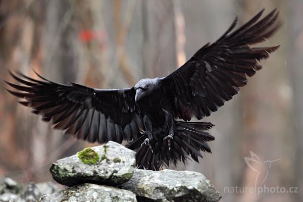 Krkavec velký (Corvus corax), Krkavec velký (Corvus corax), Raven, Autor: Ondřej Prosický | NaturePhoto.cz, Model: Canon EOS 5D Mark II, Objektiv: Canon EF 500mm f/4 L IS USM, Ohnisková vzdálenost (EQ35mm): 500 mm, stativ Gitzo, Clona: 6.3, Doba expozice: 1/200 s, ISO: 2000, Kompenzace expozice: -2/3, Blesk: Ne, Vytvořeno: 27. března 2010 9:23:02, zvíře v lidské péči, Herálec, České Švýcarsko (Česko)