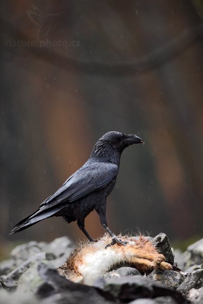 Krkavec velký (Corvus corax), Krkavec velký (Corvus corax), Raven, Autor: Ondřej Prosický | NaturePhoto.cz, Model: Canon EOS 5D Mark II, Objektiv: Canon EF 500mm f/4 L IS USM, Ohnisková vzdálenost (EQ35mm): 500 mm, stativ Gitzo, Clona: 5.0, Doba expozice: 1/400 s, ISO: 1250, Kompenzace expozice: -2/3, Blesk: Ne, Vytvořeno: 27. března 2010 9:40:41, zvíře v lidské péči, České Švýcarsko (Česko)