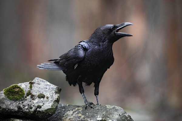 Krkavec velký (Corvus corax), Krkavec velký (Corvus corax), Raven, Autor: Ondřej Prosický | NaturePhoto.cz, Model: Canon EOS 5D Mark II, Objektiv: Canon EF 500mm f/4 L IS USM, Ohnisková vzdálenost (EQ35mm): 500 mm, stativ Gitzo, Clona: 5.6, Doba expozice: 1/160 s, ISO: 1000, Kompenzace expozice: -2/3, Blesk: Ne, Vytvořeno: 27. března 2010 9:15:32, zvíře v lidské péči, České Švýcarsko (Česko)