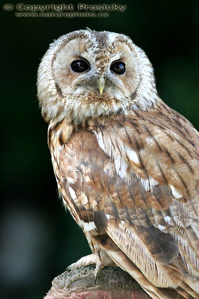 Puštík bělavý (Strix uralensis), Puštík bělavý (Strix uralensis), Autor: Ondřej Prosický, Model aparátu: Canon EOS 20D, Objektiv: Canon EF 400mm f/5.6 L USM, Ohnisková vzdálenost: 400.00 mm, monopod Manfrotto 681B + 234RC, Clona: 5.60, Doba expozice: 1/200 s, ISO: 400, Vyvážení expozice: -0.33, Blesk: Ano, Vytvořeno: 4. července 2005 10:07:23, Zayferus, Lednice (ČR) 