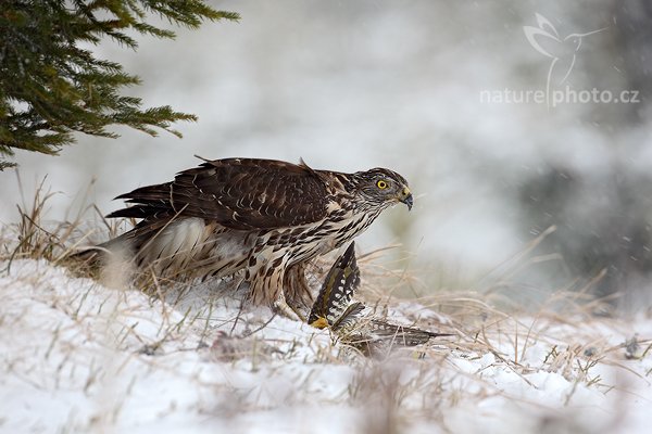 Jestřáb lesní (Accipiter gentilis), Jestřáb lesní (Accipiter gentilis), Goshawk, Autor: Ondřej Prosický | NaturePhoto.cz, Model: Canon EOS 5D Mark II, Objektiv: Canon EF 500mm f/4 L IS USM, Ohnisková vzdálenost (EQ35mm): 500 mm, stativ Gitzo, Clona: 6.3, Doba expozice: 1/200 s, ISO: 200, Kompenzace expozice: +1, Blesk: Ne, Vytvořeno: 13. března 2010 12:08:54, zvíře v lidské péči, Herálec, Vysočina (Česko) 