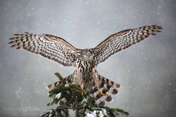 Jestřáb lesní (Accipiter gentilis), Jestřáb lesní (Accipiter gentilis), Goshawk,Autor: Ondřej Prosický | NaturePhoto.cz, Model: Canon EOS 5D Mark II, Objektiv: Canon EF 500mm f/4 L IS USM, Ohnisková vzdálenost (EQ35mm): 500 mm, stativ Gitzo, Clona: 4.0, Doba expozice: 1/3200 s, ISO: 500, Kompenzace expozice: 0, Blesk: Ne, Vytvořeno: 13. března 2010 11:40:31, zvíře v lidské péči, Herálec, Vysočina (Česko) 