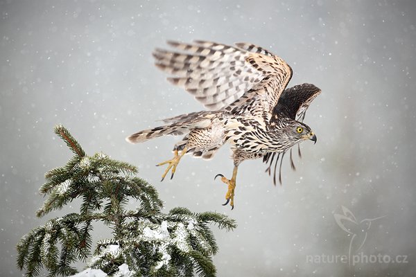 Jestřáb lesní (Accipiter gentilis), Jestřáb lesní (Accipiter gentilis), Goshawk, Autor: Ondřej Prosický | NaturePhoto.cz, Model: Canon EOS 5D Mark II, Objektiv: Canon EF 500mm f/4 L IS USM, Ohnisková vzdálenost (EQ35mm): 500 mm, stativ Gitzo, Clona: 4.0, Doba expozice: 1/3200 s, ISO: 500, Kompenzace expozice: 0, Blesk: Ne, Vytvořeno: 13. března 2010 11:39:59, zvíře v lidské péči, Herálec, Vysočina (Česko)