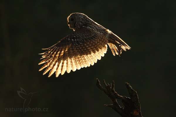 Puštík obecný (Strix aluco), Puštík obecný (Strix aluco), Eurasian Tawny Owl, Autor: Ondřej Prosický | NaturePhoto.cz, Model: Canon EOS-1D Mark III, Objektiv: Canon EF 500mm f/4 L IS USM, Ohnisková vzdálenost (EQ35mm): 650 mm, stativ Gitzo, Clona: 7.1, Doba expozice: 1/1600 s, ISO: 500, Kompenzace expozice: -2 1/3, Blesk: Ne, Vytvořeno: 14. listopadu 2009 10:24:39, zvíře v lidské péči, Herálec, Vysočina (Česko)