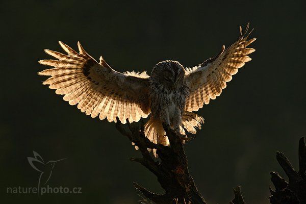 Puštík obecný (Strix aluco), Puštík obecný (Strix aluco), Eurasian Tawny Owl, Autor: Ondřej Prosický | NaturePhoto.cz, Model: Canon EOS-1D Mark III, Objektiv: Canon EF 500mm f/4 L IS USM, Ohnisková vzdálenost (EQ35mm): 650 mm, stativ Gitzo, Clona: 7.1, Doba expozice: 1/2500 s, ISO: 500, Kompenzace expozice: -2 1/3, Blesk: Ne, Vytvořeno: 14. listopadu 2009 10:31:15, zvíře v lidské péči, Herálec, Vysočina (Česko) 