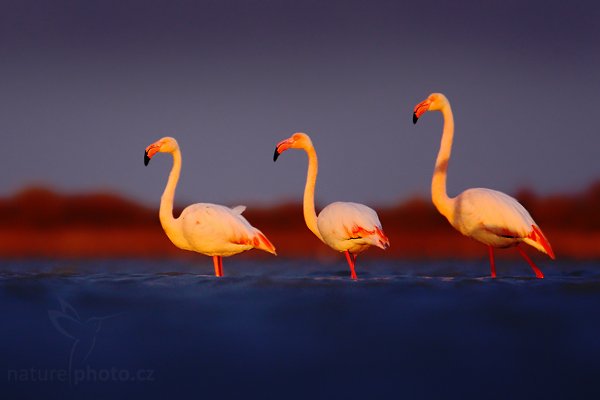 Plameňák růžový (Phoenicopterus ruber), Plameňák růžový (Phoenicopterus ruber), Greater Flamingo, Autor: Ondřej Prosický | NaturePhoto.cz, Model: Canon EOS-1D Mark III, Objektiv: Canon EF 500mm f/4 L IS USM + TC Canon 1.4x, Ohnisková vzdálenost (EQ35mm): 910 mm, stativ Gitzo, Clona: 5.6, Doba expozice: 1/200 s, ISO: 500, Kompenzace expozice: -2/3, Blesk: Ne, Vytvořeno: 31. března 2010 7:37:23, Réserve Nationale Camargue (Francie) 