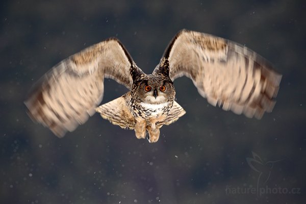 Výr velký (Bubo bubo), Výr velký (Bubo bubo), Eurasian Eagle Owl, Autor: Ondřej Prosický | NaturePhoto.cz, Model: Canon EOS 5D Mark II, Objektiv: Canon EF 500mm f/4 L IS USM, Ohnisková vzdálenost (EQ35mm): 500 mm, stativ Gitzo, Clona: 7.1, Doba expozice: 1/320 s, ISO: 400, Kompenzace expozice: -1/3, Blesk: Ne, Vytvořeno: 14. března 2010 11:25:30, zvíře v lidské péči, Herálec, Vysočina (Česko) 