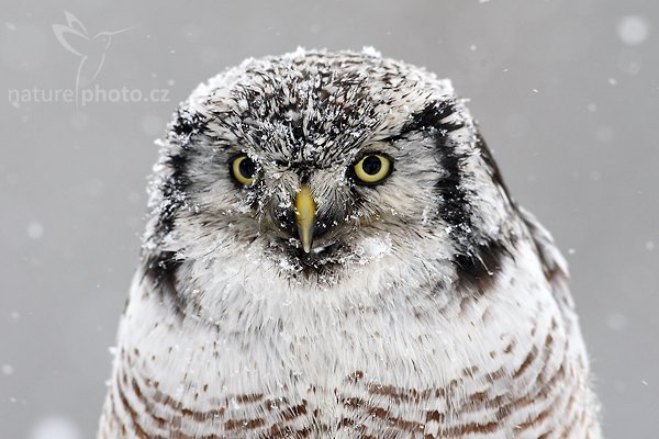 Sovice krahujová (Surnia ulula), Sovice krahujová (Surnia ulula Northern) Hawk Owl, Autor: Ondřej Prosický | NaturePhoto.cz, Model: Canon EOS-1D Mark III, Objektiv: Canon EF 500mm f/4 L IS USM, Ohnisková vzdálenost (EQ35mm): 650 mm, stativ Gitzo, Clona: 7.1, Doba expozice: 1/500 s, ISO: 800, Kompenzace expozice: 0, Blesk: Ne, Vytvořeno: 13. března 2010 10:49:15, zvíře v lidské péči, Herálec, Vysočina (Česko) 