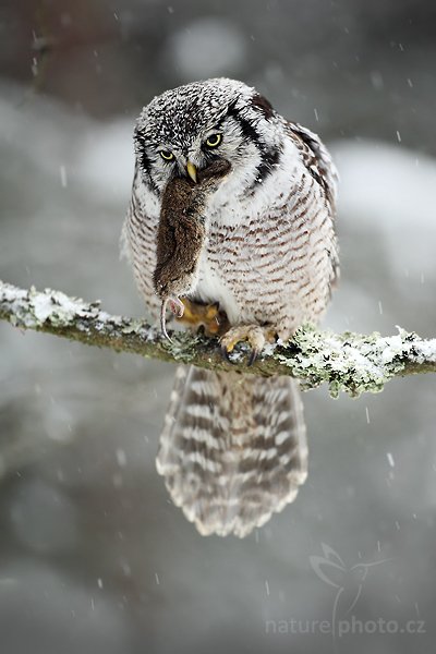 Sovice krahujová (Surnia ulula), Sovice krahujová (Surnia ulula Northern) Hawk Owl, Autor: Ondřej Prosický | NaturePhoto.cz, Model: Canon EOS 5D Mark II, Objektiv: Canon EF 500mm f/4 L IS USM, Ohnisková vzdálenost (EQ35mm): 500 mm, stativ Gitzo, Clona: 4.0, Doba expozice: 1/160 s, ISO: 640, Kompenzace expozice: +1/3, Blesk: Ne, Vytvořeno: 13. března 2010 10:24:06, zvíře v lidské péči, Herálec, Vysočina (Česko) 