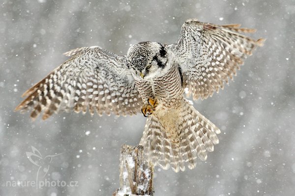 Sovice krahujová (Surnia ulula), Sovice krahujová (Surnia ulula Northern) Hawk Owl, Autor: Ondřej Prosický | NaturePhoto.cz, Model: Canon EOS-1D Mark III, Objektiv: Canon EF 500mm f/4 L IS USM, Ohnisková vzdálenost (EQ35mm): 650 mm, stativ Gitzo, Clona: 8.0, Doba expozice: 1/640 s, ISO: 1000, Kompenzace expozice: 0, Blesk: Ne, Vytvořeno: 13. března 2010 10:33:28, zvíře v lidské péči, Herálec, Vysočina (Česko) 