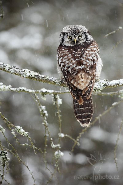 Sovice krahujová (Surnia ulula), Sovice krahujová (Surnia ulula Northern) Hawk Owl, Autor: Ondřej Prosický | NaturePhoto.cz, Model: Canon EOS 5D Mark II, Objektiv: Canon EF 500mm f/4 L IS USM, Ohnisková vzdálenost (EQ35mm): 500 mm, stativ Gitzo, Clona: 5.6, Doba expozice: 1/80 s, ISO: 500, Kompenzace expozice: 0, Blesk: Ne, Vytvořeno: 13. března 2010 10:09:33, zvíře v lidské péči, Herálec, Vysočina (Česko) 