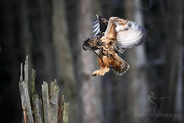 Výr velký (Bubo bubo), Výr velký (Bubo bubo), Eurasian Eagle Owl, Autor: Ondřej Prosický | NaturePhoto.cz, Model: Canon EOS 5D Mark II, Objektiv: Canon EF 500mm f/4 L IS USM, Ohnisková vzdálenost (EQ35mm): 500 mm, stativ Gitzo, Clona: 5.0, Doba expozice: 1/250 s, ISO: 1000, Kompenzace expozice: -2/3, Blesk: Ne, Vytvořeno: 27. března 2010 17:31:39, zvíře v lidské péči, Herálec, Vysočina (Česko)