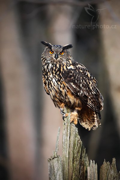 Výr velký (Bubo bubo), Výr velký (Bubo bubo), Eurasian Eagle Owl, Autor: Ondřej Prosický | NaturePhoto.cz, Model: Canon EOS 5D Mark II, Objektiv: Canon EF 500mm f/4 L IS USM, Ohnisková vzdálenost (EQ35mm): 500 mm, stativ Gitzo, Clona: 5.6, Doba expozice: 1/200 s, ISO: 800, Kompenzace expozice: -2/3, Blesk: Ne, Vytvořeno: 27. března 2010 17:23:35, zvíře v lidské péči, Herálec, Vysočina (Česko) 